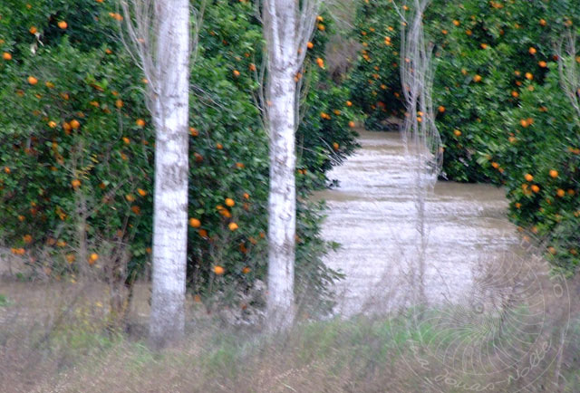 9-12-16-Wetter-044.jpg - Ein Seitenarm des Flusses durchquert einen Orangenhain