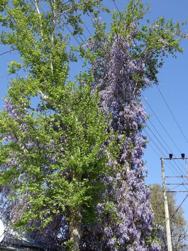 16-03-29-Blauregen-31-s.jpg - Hier sieht man, wie der "Blauregenbaum" in Kuzdere die Stromleitungen überragt