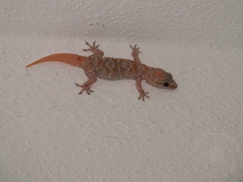 13-09-17-Gecko-3.JPG - Die erwachsenen Geckos leben eher an der Wand unter der Zimmerdecke, dieser hatte mal den Schwanz verloren. Es wächst zwar ein neuer nach, aber man sieht den Unterschied.