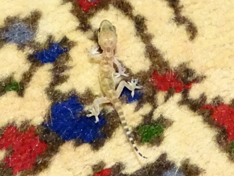 16-09-07-Gecko-02-s.jpg - Dieses noch sehr kleine Jungtier ist leichtsinnig, denn auf dem Teppich kaum zu sehen.