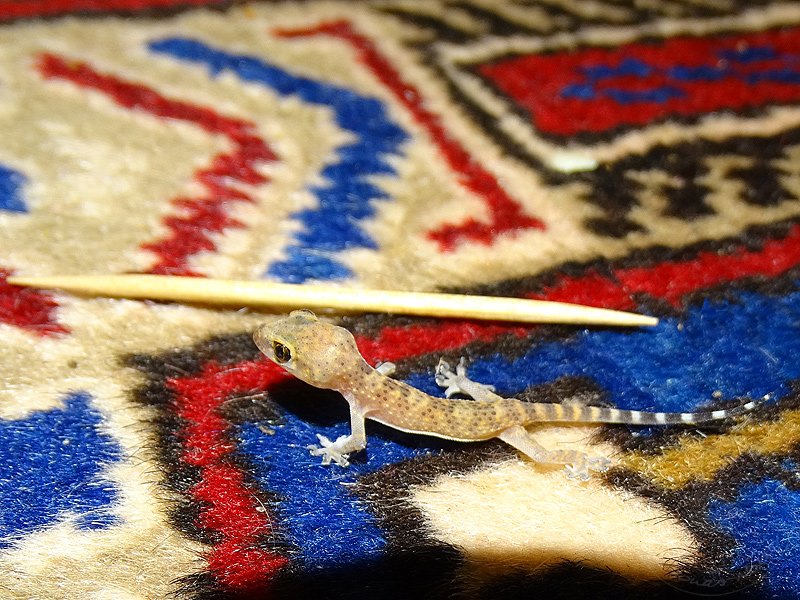 16-09-07-Gecko-09-s.jpg - Seit Jahren wohnen Geckos in unserem Haus