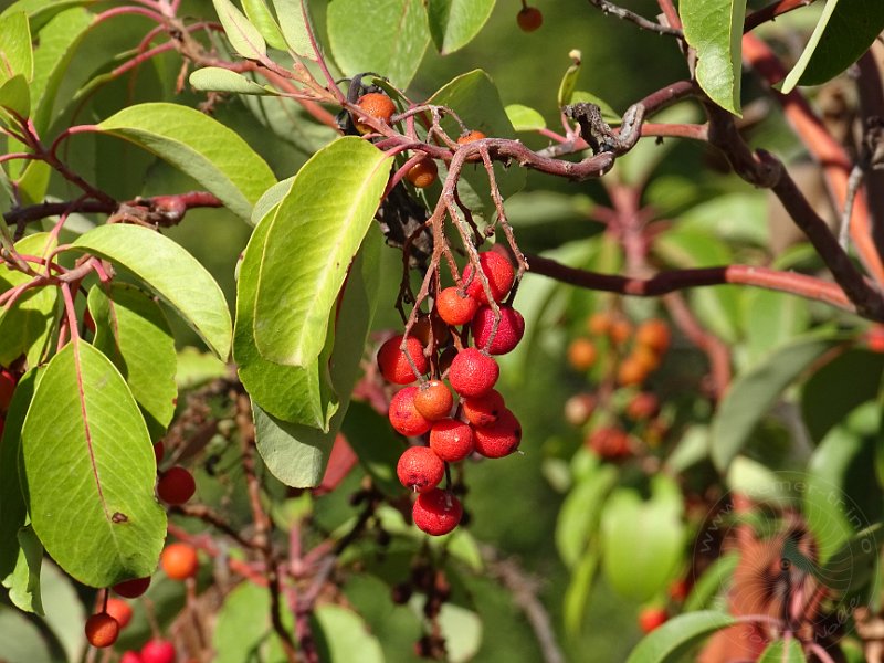 16-10-25-Schlucht-12.jpg - Hier die dazu passenden Blätter und Früchte des Erdbeerbaumes - arbutus unedo.