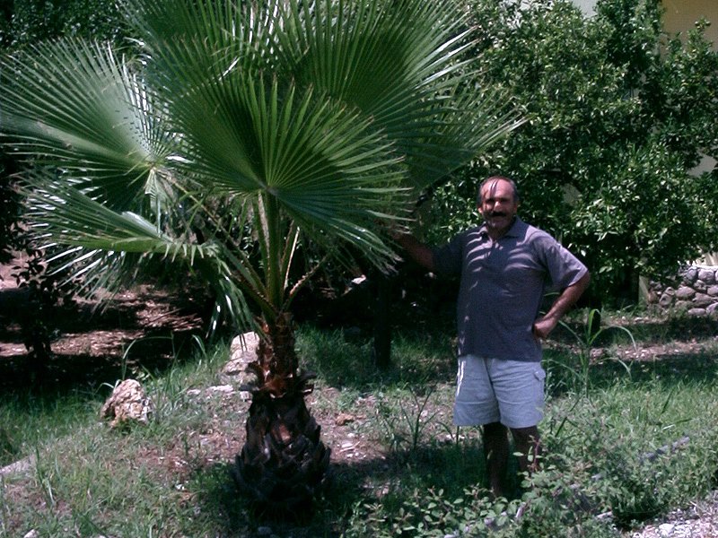 02-08-17-Palme-s.jpg - Unsere Palme im Jahr 2002 - hier mit unserem Baumeister Murat Usta - gepflanzt hatten ich sie 1998, nachdem das Haus fertig war.