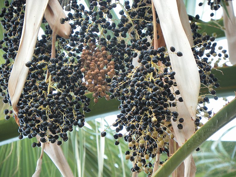 10-09-12-Palme-08.JPG - - und produzierte erste Samen (2010)Die Fächerpalme macht keine essbaren Früchte
