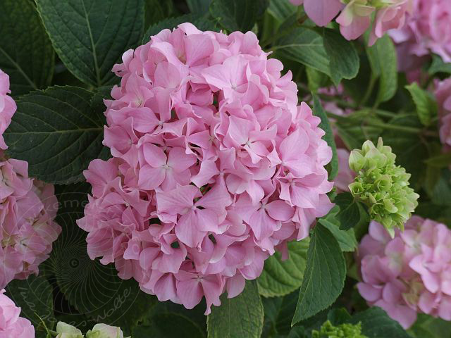 7-06-01-3-Blumen-24d.jpg - Hortensie, Ortanca, Hydrangea-macrophylla - aufgenommen am 1. Juni 2007 in Kuzdere