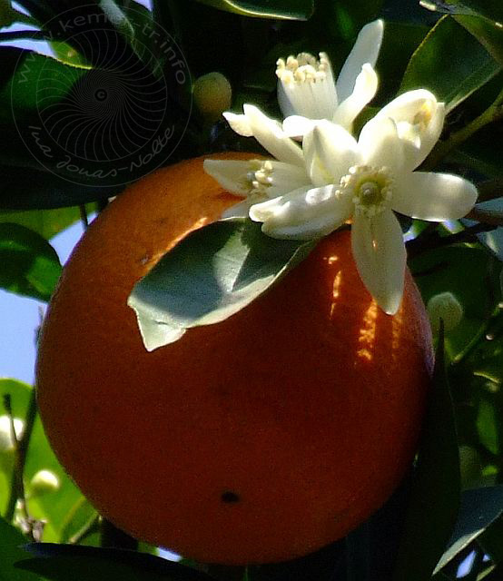 9-04-10-Kemer-23d.jpg - Orange, Portakal, Citrus sinensis - aufgenommen am 10. April 2009 in Kuzdere/Kemer