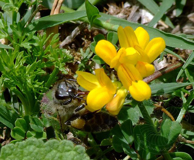 9-04-23-Rodiapolis-080d.jpg - Hornklee, Lotus cytisoides - aufgenommen am 23. April 2009 in Rhodiapolis/Kumluca
