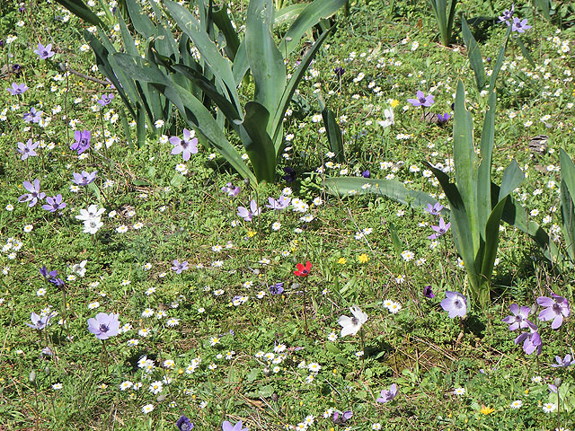 11-02-26-Phaselis-44-s.jpg - Die Anemonenwiesen blühen in voller Pracht