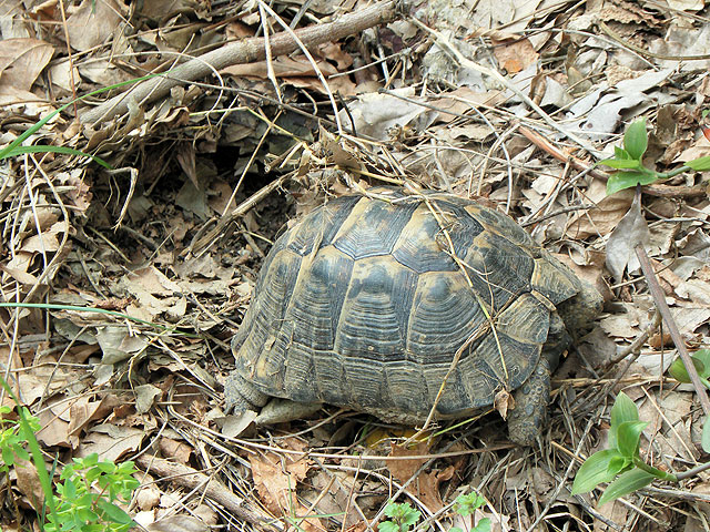 11-03-01-Schildkroete-1-s.jpg - Es ist Frühling: Unsere Schildkröte Heinrich ist pünktlich zum 1.März aus dem Winterschlaf erwacht
