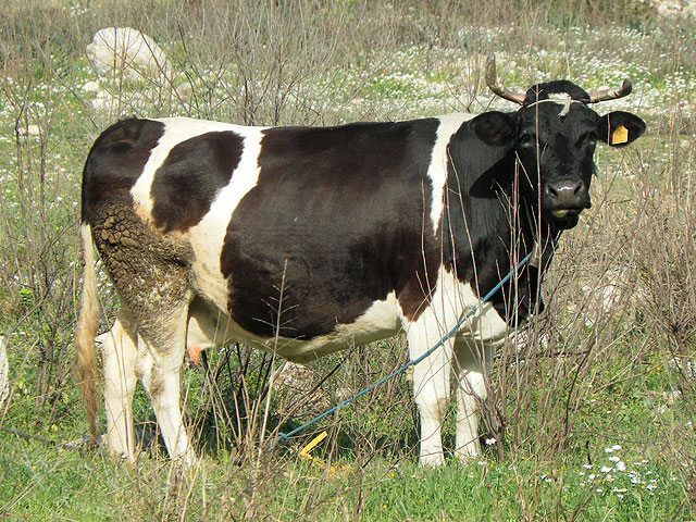 11-03-02-Kuzdere-03-s.jpg - beim Hüten der Kuh