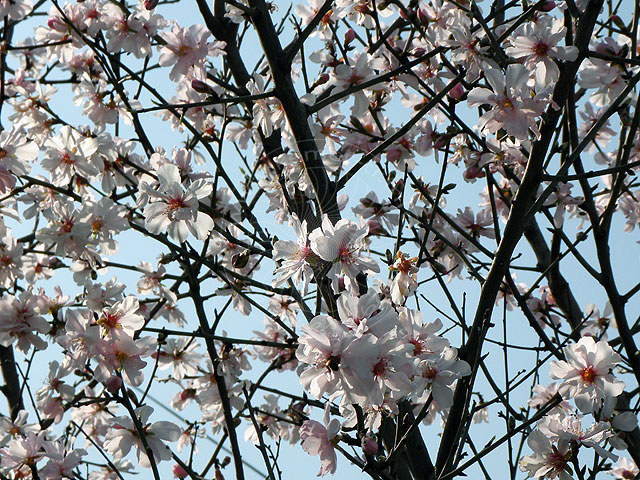 11-03-02-Kuzdere-17-s.jpg - in voller Blüte