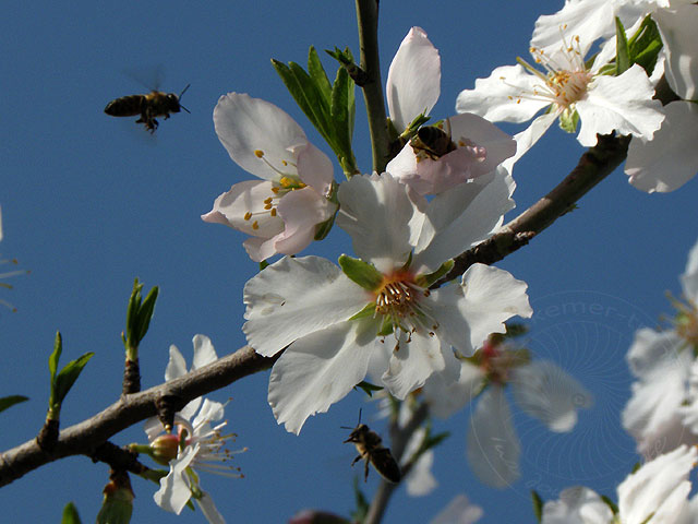11-03-02-Kuzdere-42-s.jpg - und lockt die Bienen an