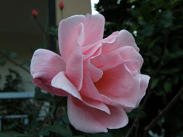 11-03-02-Kuzdere-49-s.jpg - Im Vorgarten blüht eine Rose