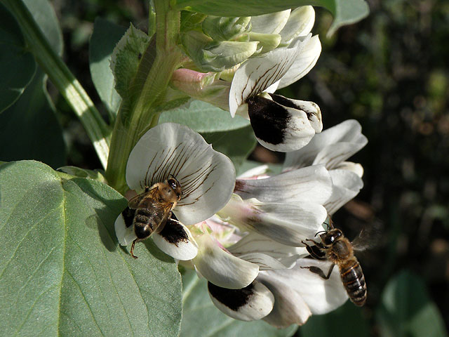 11-03-02-Kuzdere-66-s.jpg - Saubohnenblüten mit Bienen