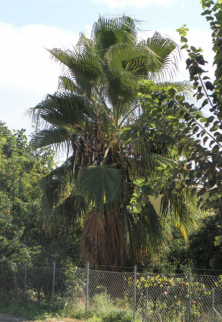 10-10-09-Kuzdere-28-s.jpg - sondern noch sehr kleine Palmen, die unter unserer Fächerpalme sprießen. Jetzt nach 12 Jahren hat sie erstmals Samen gebildet, die prompt "Fuß gefasst" haben.