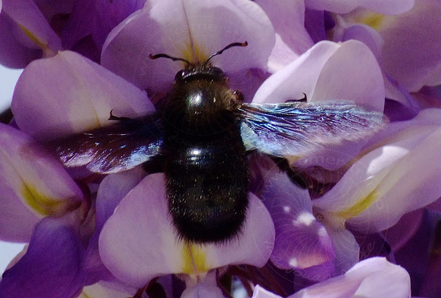 9-04-08-Blauregen-13-s.jpg - Der hat keine Rückenhärchen an denen Pollen haften könnte