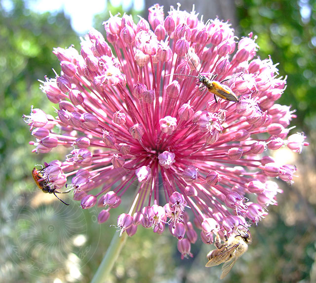 9-05-25-Kuzdere-42-s.jpg - also nicht nur Blumen und Bienchen