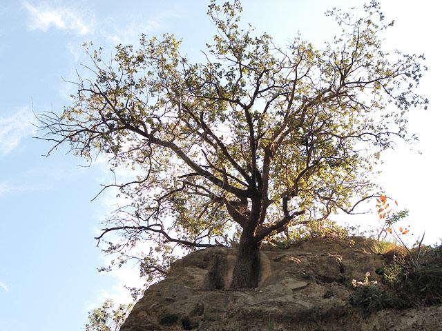 11-01-01-Phaselis-031-s.jpg - Auf dem "Dachfirst" wächst ein Baum aus einer Grabanlage, wieder ein Platz von "Hugo, dem Humosen"?
