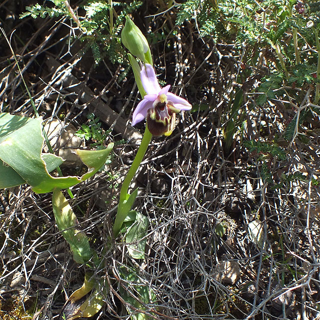 13-04-07-Ophrys-lycensis-02-ws.jpg - Lykische Hummel Ragwurz, Ophrys lycensis