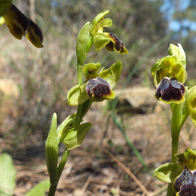 14-03-13-Ophrys-cinereophila-153-ws.jpg - Kleinblütige Braune Ragwurz, Ophrys cinereophila