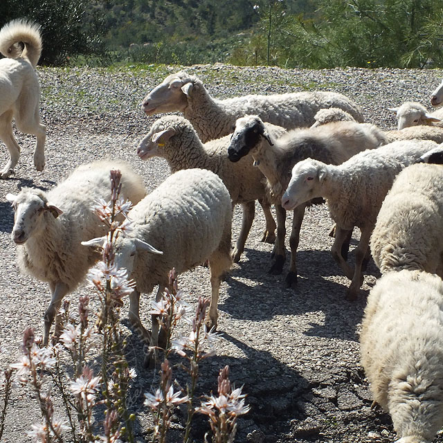 14-03-13-Schafe-110-ws.jpg - 12 Schafe (die auch Orchideen fressen) und ein -