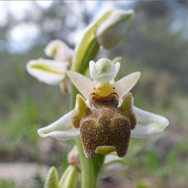 14-03-18-Ophrys-056-ws.jpg - blasse Hummel Ragwurz, Ophrys holoserica?