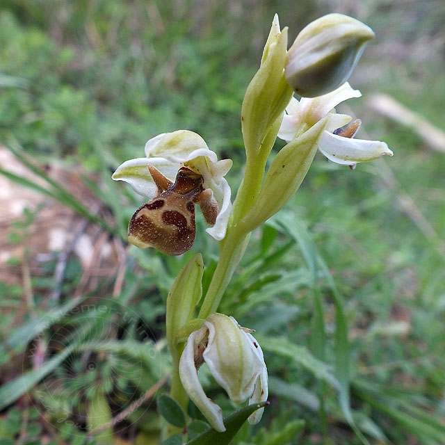 14-03-18-Ophrys-063-ws.jpg - Hummel-Ragwurz, Ophrys holoserica