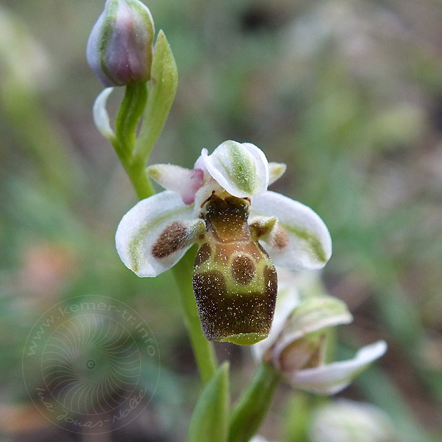 14-03-18-Ophrys-077-ws.jpg - blasse Hummel Ragwurz, Ophrys holoserica