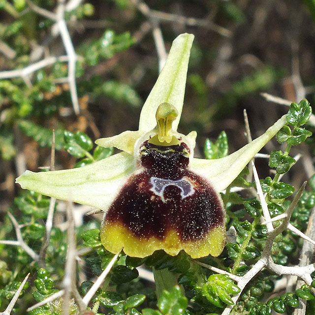 14-03-18-Ophrys-climacis-028-ws.jpg - Kemer-Ragwurz, Orchis climacis