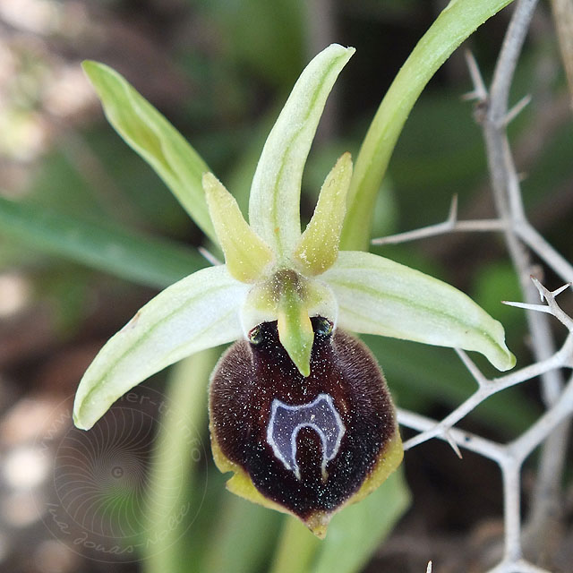 14-03-18-Ophrys-climacis-030-ws.jpg - Diese Orchis climacis gibt es nur in Kemer, sie heißt daher auch Kemer Ragwurz oder auf türkisch Kemer orkidesi