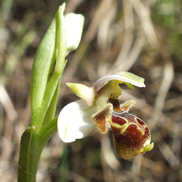 14-03-22-Ophrys-65-ws.jpg - Hummel Ragwurz, Ophrys holoserica