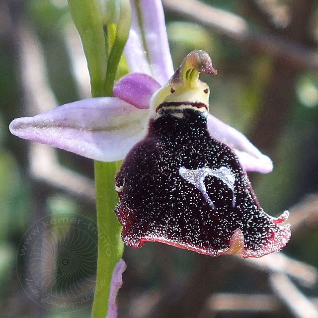 14-03-22-Ophrys-climacis-32-ws.jpg - Kemer-Ragwurz, Orchis climacis
