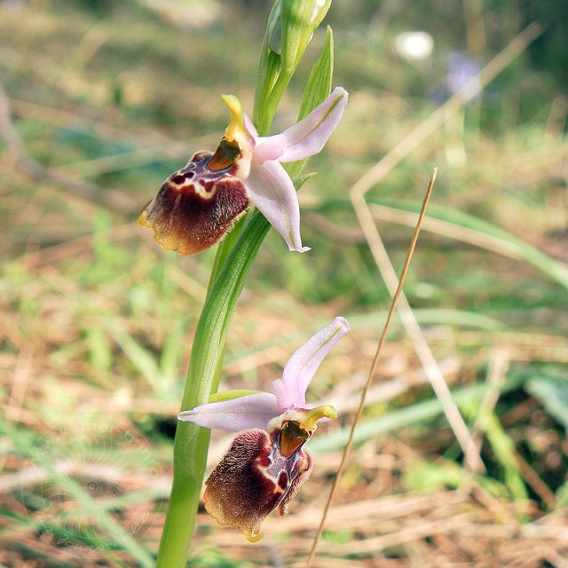 Ragwurz-10-02-20-Kuzdere-54-s.jpg - Hummel-Ragwurz, Ophrys holoserica