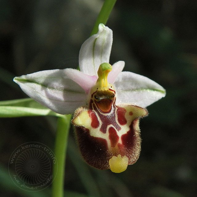 Ragwurz-11-04-16-Kuzdere-10-s.jpg - Hummel-Ragwurz, Ophrys holoserica