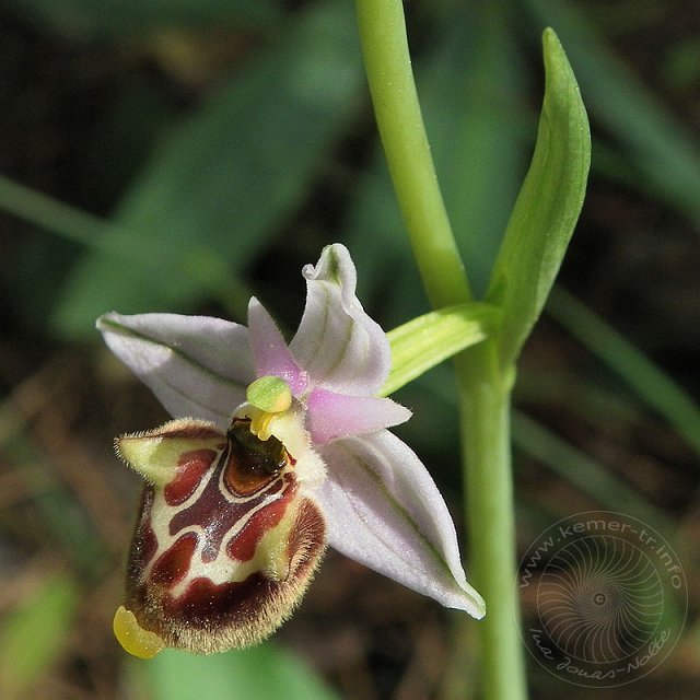 Ragwurz-11-04-16-Kuzdere-12-s.jpg - Hummel-Ragwurz, Ophrys holoserica