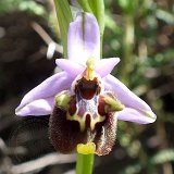 13-04-07-Ophrys-lycensis-07-ws
