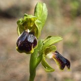 14-03-13-Ophrys-cinereophila-150-ws