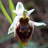 14-03-17-Ophrys-holoserica-annae049-ws