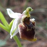 14-03-17-Ophrys-holoserica-annae053-ws