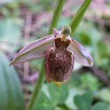 14-03-18-Ophrys-116-ws