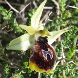 14-03-18-Ophrys-climacis-026-ws