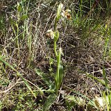 14-03-22-Ophrys-56-ws