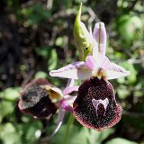 14-03-22-Ophrys-climacis-16-ws