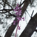 14-03-26-orchis-anatolica-142-ws