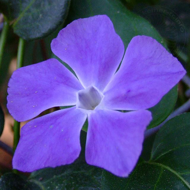 9-04-14-Cirali-Blueten-39d.jpg - Mittleres Immergrün, Cezayir menekşesi, Vinca difformis - aufgenommen am 14. April 2009 in Cirali