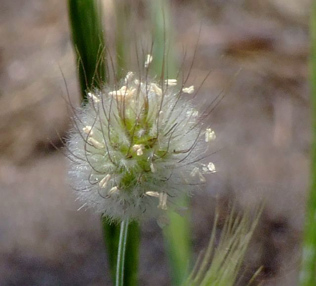 9-04-17-Phaselis-22d.jpg - Samtgras, Tavşan kuyruğu otu, Lagurus ovatus - aufgenommen am 17. April 2009 in Phaselis/Kemer