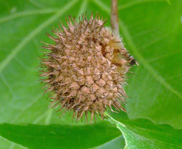 9-04-22-2-Kemer-09d.jpg - Orientalische Platane, Çınar, Platanus orientalis - aufgenommen am 22. April 2009 in Kemer