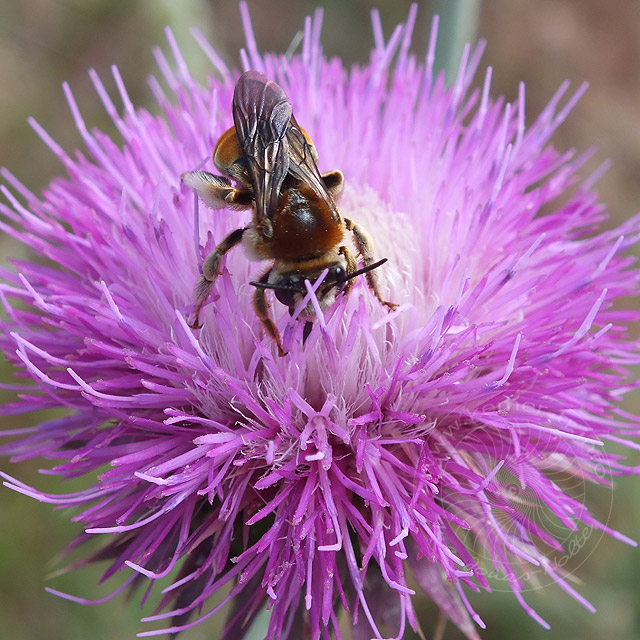 14-06-22-Biene-180-640.jpg - Honigbiene, Diestelblüte