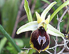 Kemer Orchidee