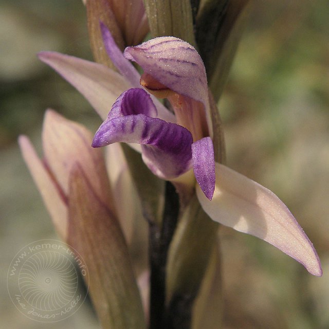 Dingel-10-04-06-Kuzdere-18-s.jpg - Violetter Dingel, Limodorum abortivum